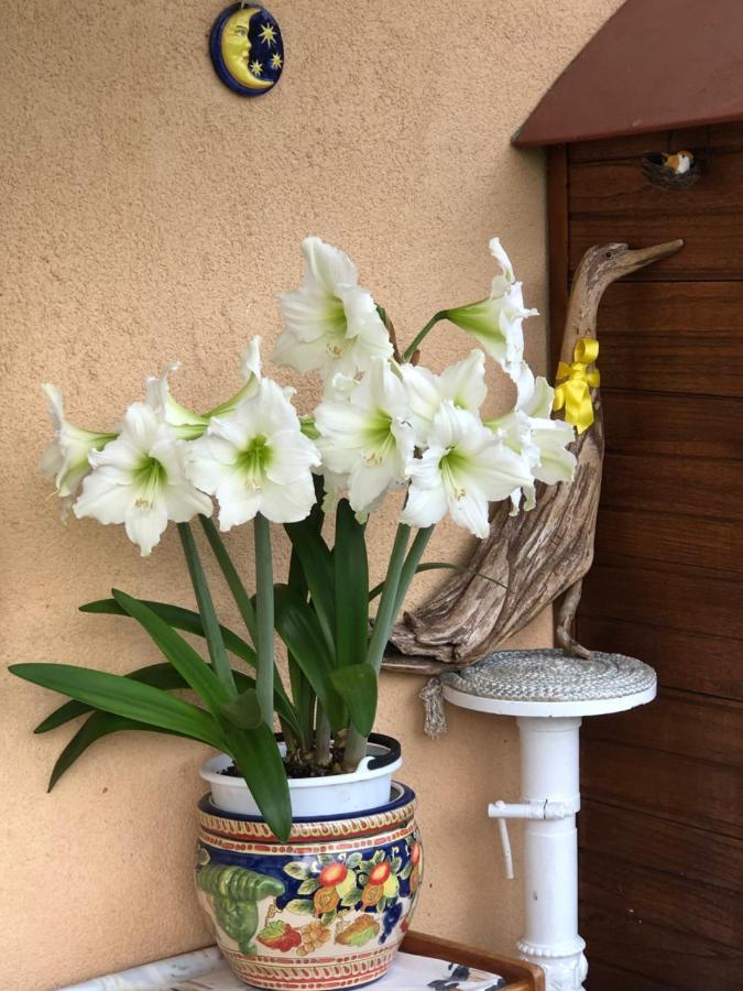 Bed and Breakfast Sensory Garden San Daniele del Friuli Exterior foto