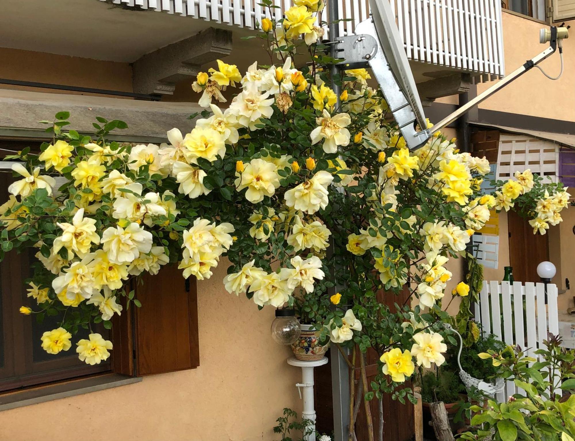 Bed and Breakfast Sensory Garden San Daniele del Friuli Exterior foto